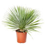 Beaked, Yucca Seed - Packet thumbnail number null